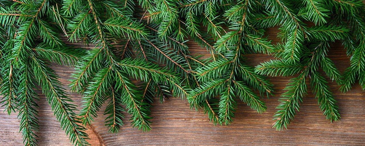 sapins